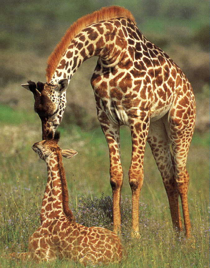 Giraffe and Chiropractic 2
