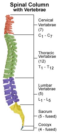 Spinal Diagram